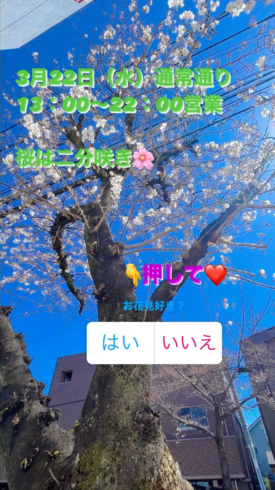 お花見ボルダリングはクライミングジムソレイユで🌸