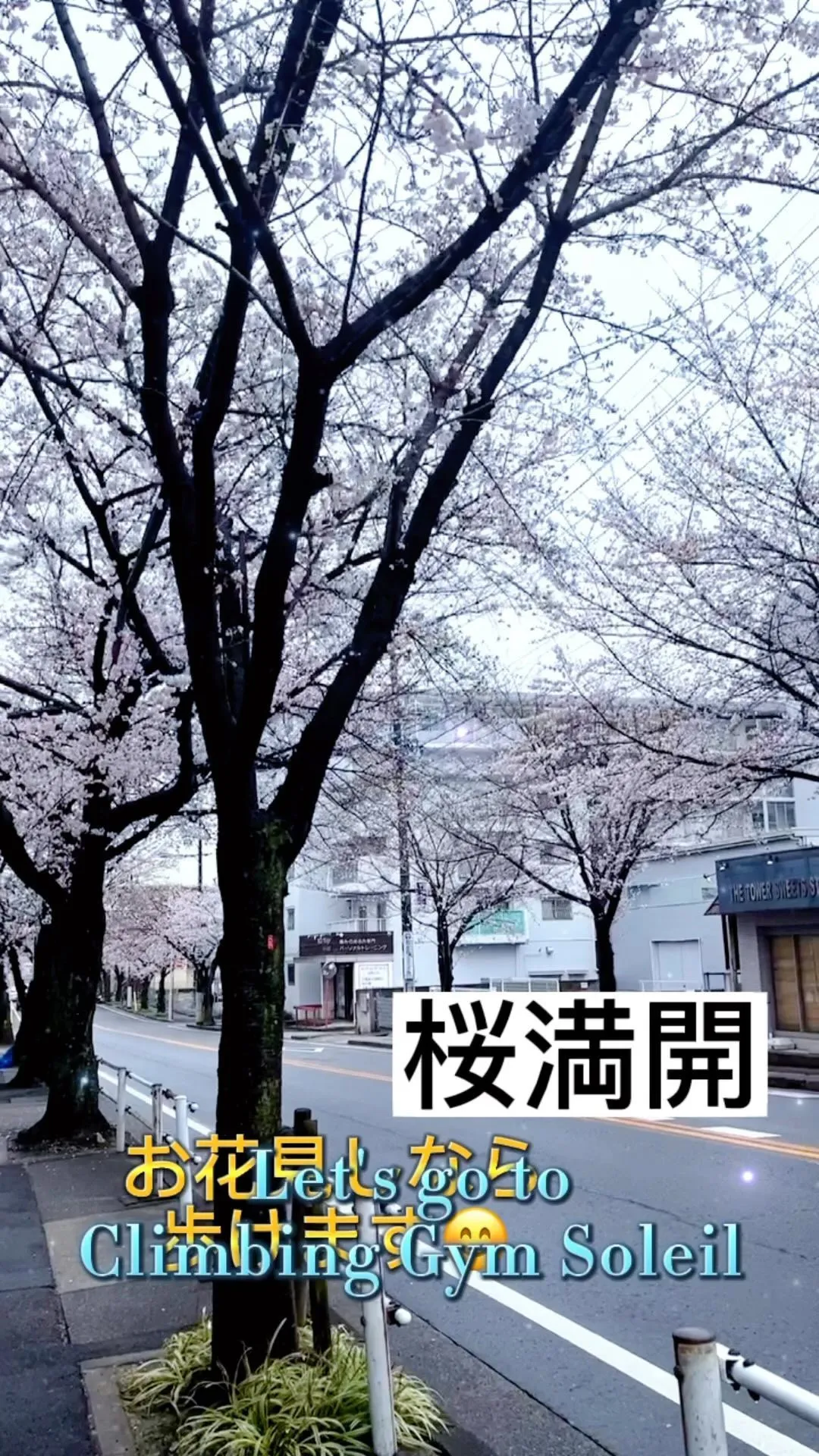 桜並木を歩くクライミングジムソレイユ🌸